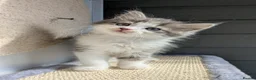 Maine Coon cats for sale: !!READY NOW last Boy!! - Advert 5