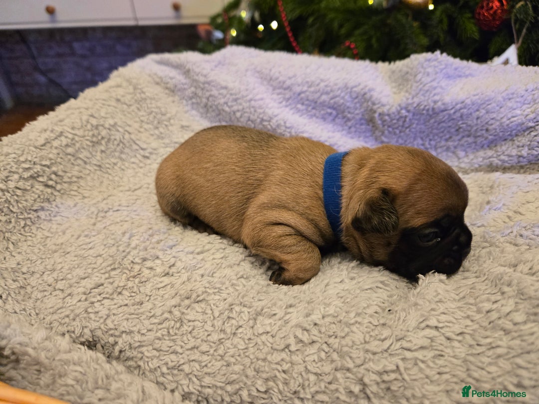 French Bulldog dogs for sale: French bulldog puppies.  - Advert 22