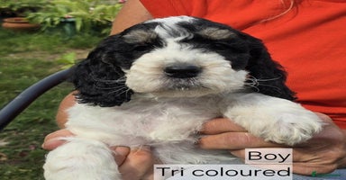 Cockapoo dogs - Advert 5