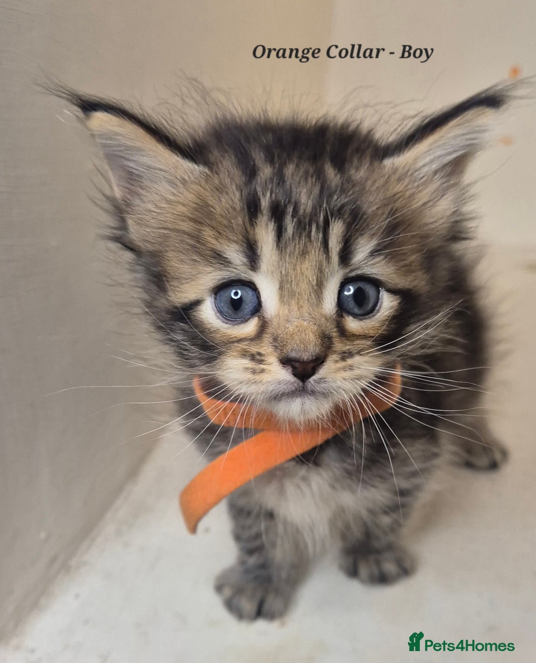 Maine Coon cats for sale: Maine Coon x siberian - Image 5