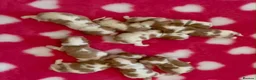 Cavalier King Charles Spaniel dogs for sale: King Cavalier Spaniels  - Advert 10