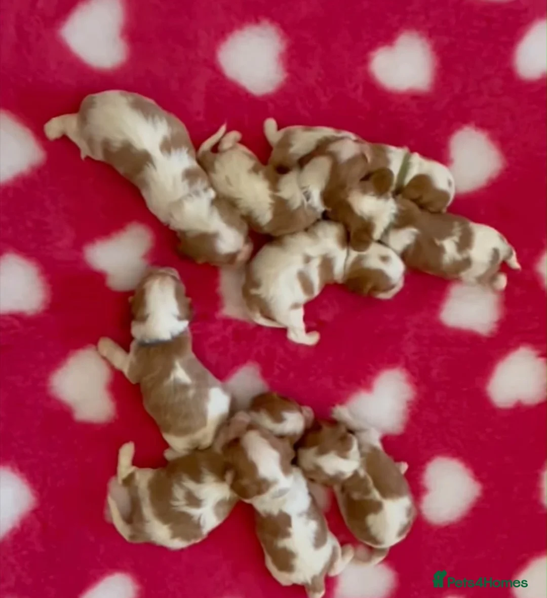 Cavalier King Charles Spaniel dogs for sale: King Cavalier Spaniels  - Advert 10