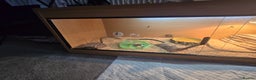 Bearded Dragon reptiles for sale: Buddy the bearded dragon  - Advert 4