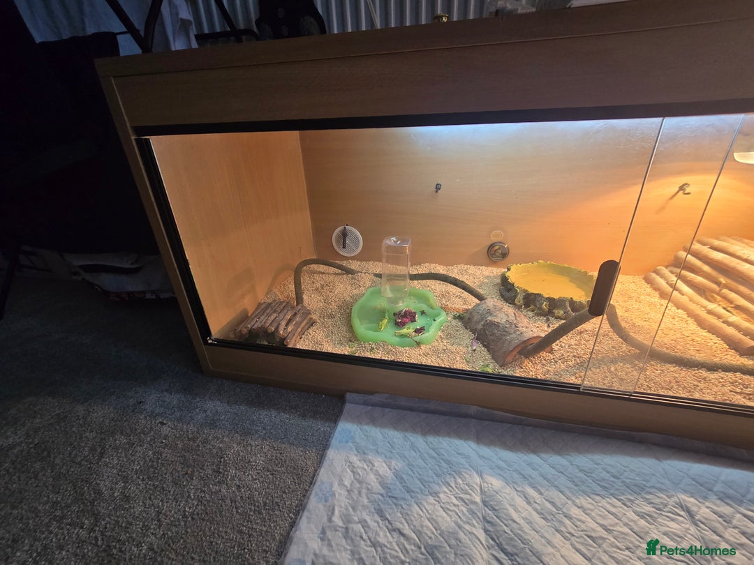 Bearded Dragon reptiles for sale: Buddy the bearded dragon  - Advert 4