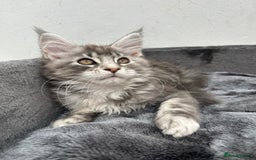 Maine Coon cats for sale: Pedigree TICA Registered Maine Coon Kittens - Image 30