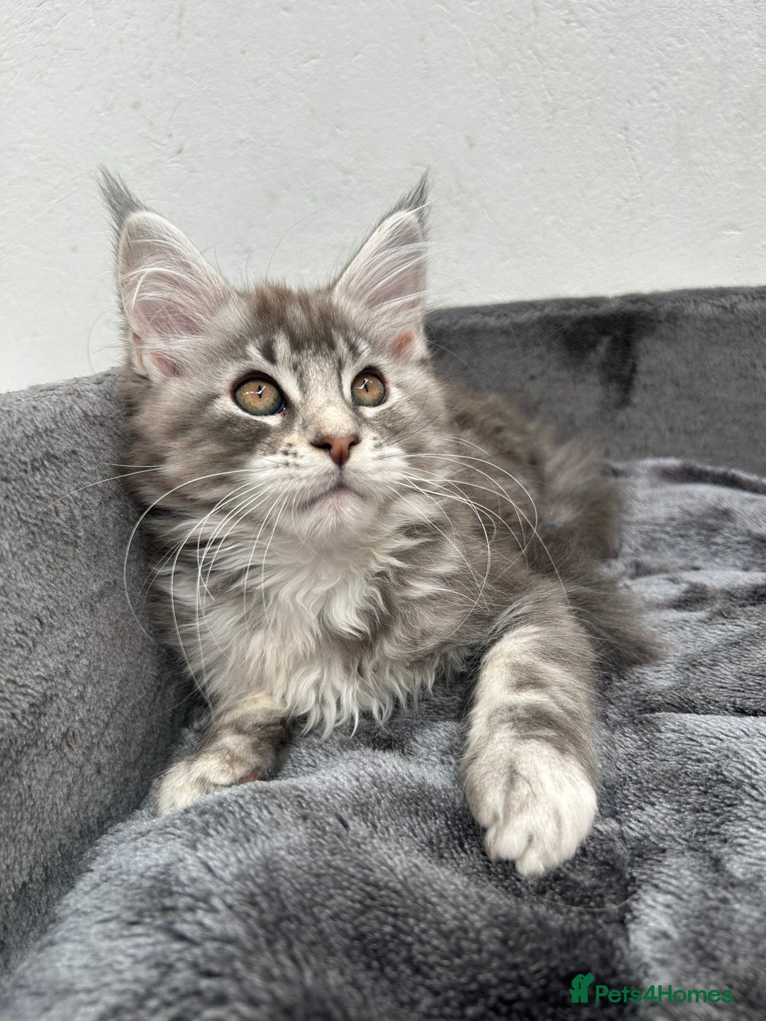 Maine Coon cats for sale: Pedigree TICA Registered Maine Coon Kittens - Image 30