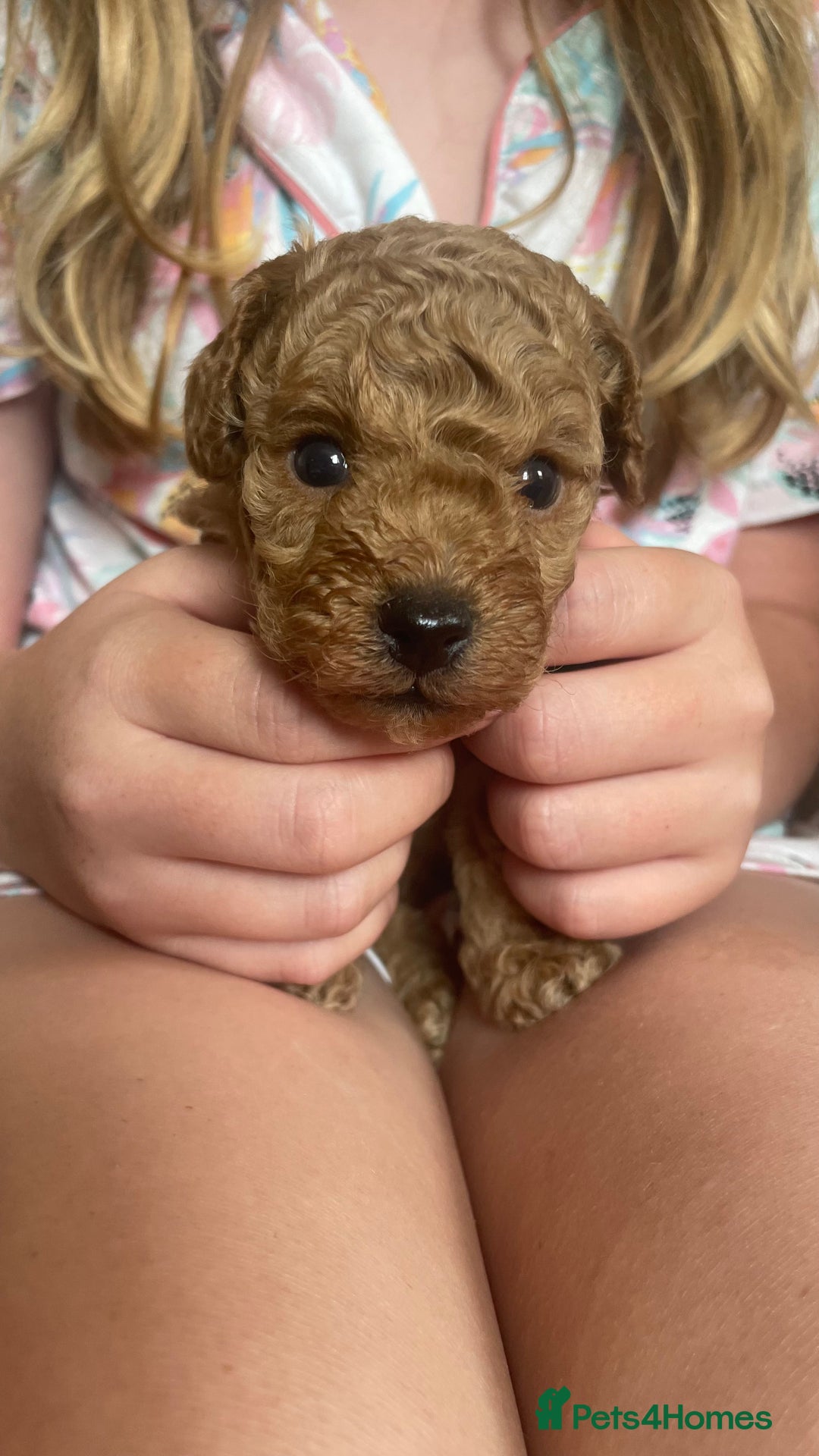 Cockapoo dogs for sale: Tiny cockapoo puppy’s  - Image 8