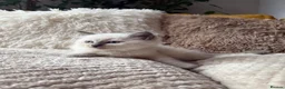 Ragdoll cats for sale: ❤️ 🐾 Meet Your New Best Friend! 🐾 ❤️ - Advert 3