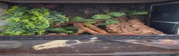 Gecko reptiles for sale: Gargoyle gecko  - Advert 6