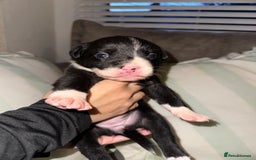 Mixed Breed dogs for sale: Olde English Bulldogge/Staffy bull Collie mix - Image 30