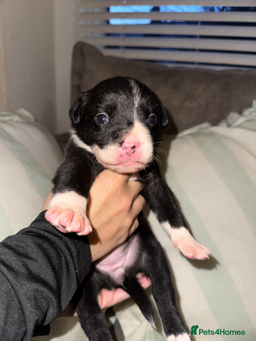 Mixed Breed dogs for sale: Olde English Bulldogge/Staffy bull Collie mix - Image 30