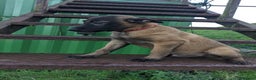 Belgian Shepherd Dog dogs for sale: Belgian Malinois - Advert 3