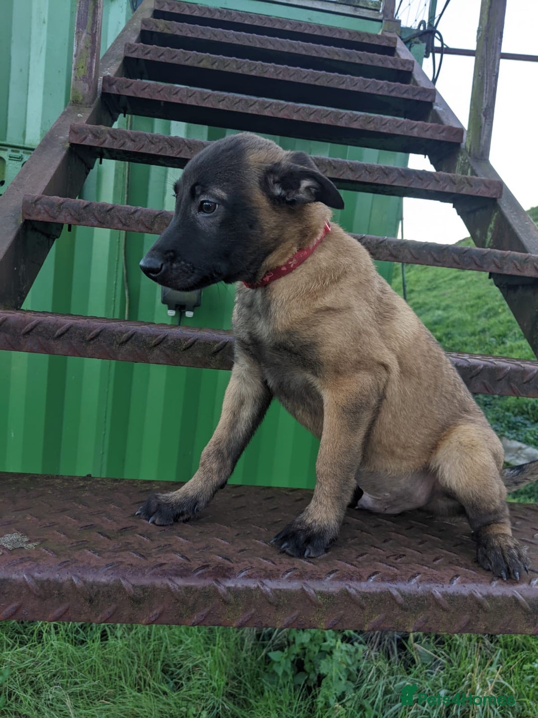 Belgian Shepherd Dog dogs for sale: Belgian Malinois - Advert 3