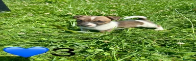 Jack Russell 6