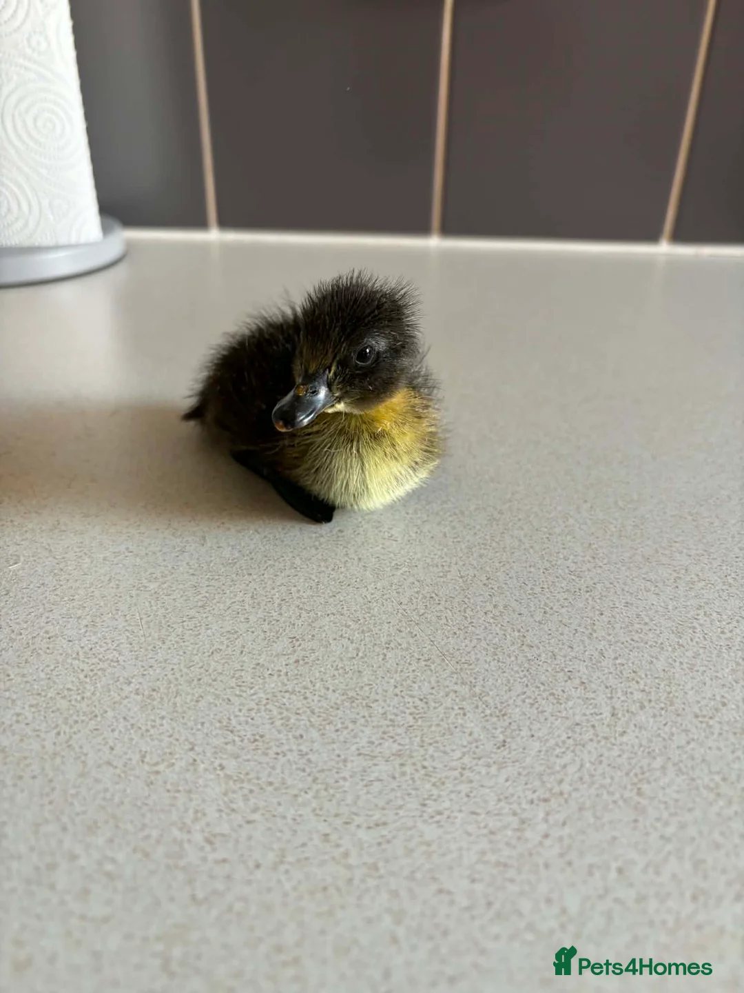 Ducks poultry for sale: Mixed Ducklings For Sale - Advert 5