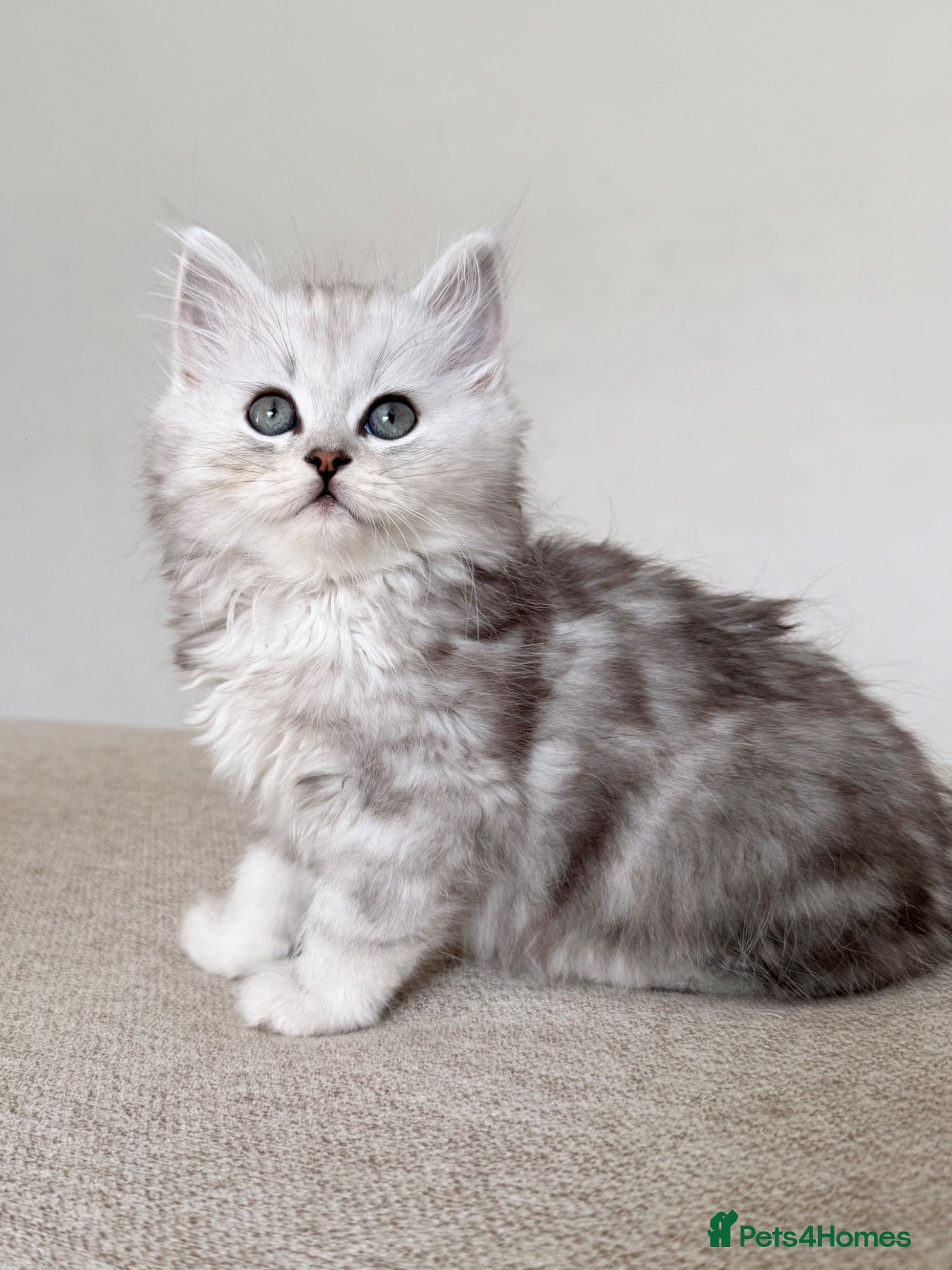 Persian cats 1 male available - ready now 🩵 - Advert 3