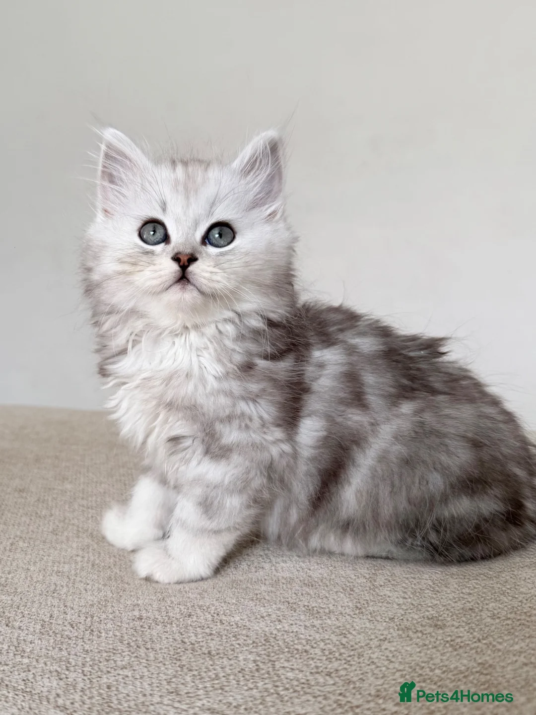 Persian cats for sale: 1 male available - ready now 🩵 - Advert 1