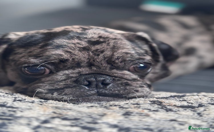 Pug dogs - Advert 14