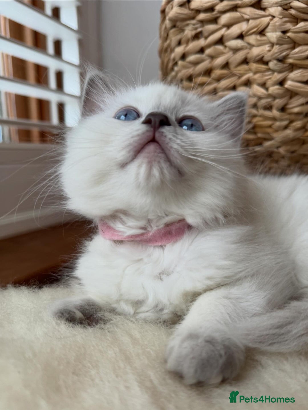 RagaMuffin cats for sale: Beautiful Ragamuffin Kittens - BSH/Ragdoll Cross - Advert 16