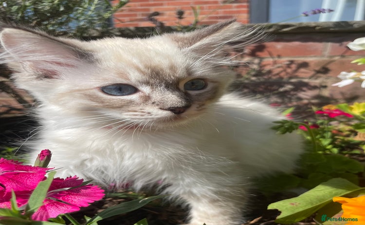 Ragdoll cats - Advert 15