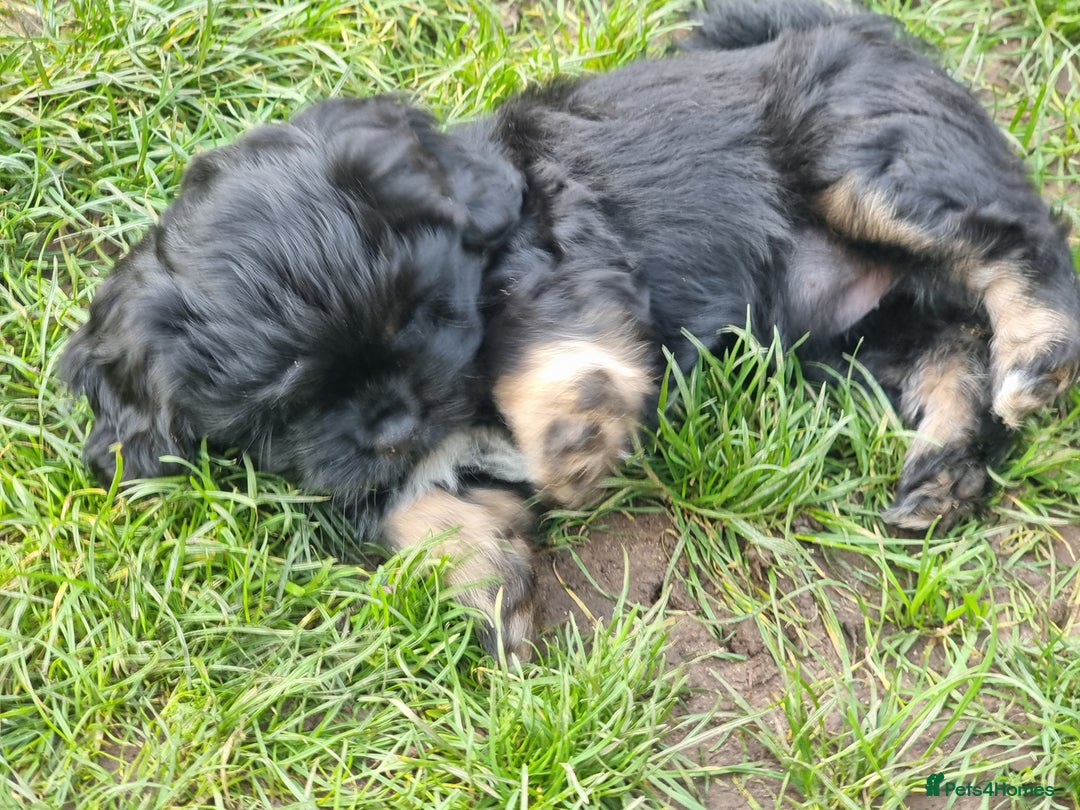 Shih Tzu dogs for sale: Shihtzu pupies. - Advert 4
