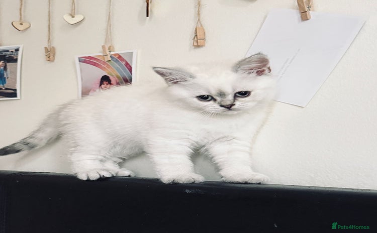 Scottish Fold cats - Advert 11