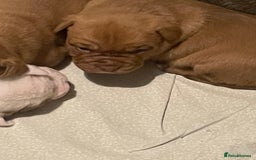 Mixed Breed dogs for sale: Bullmastiff x mixed breed  - Image 11