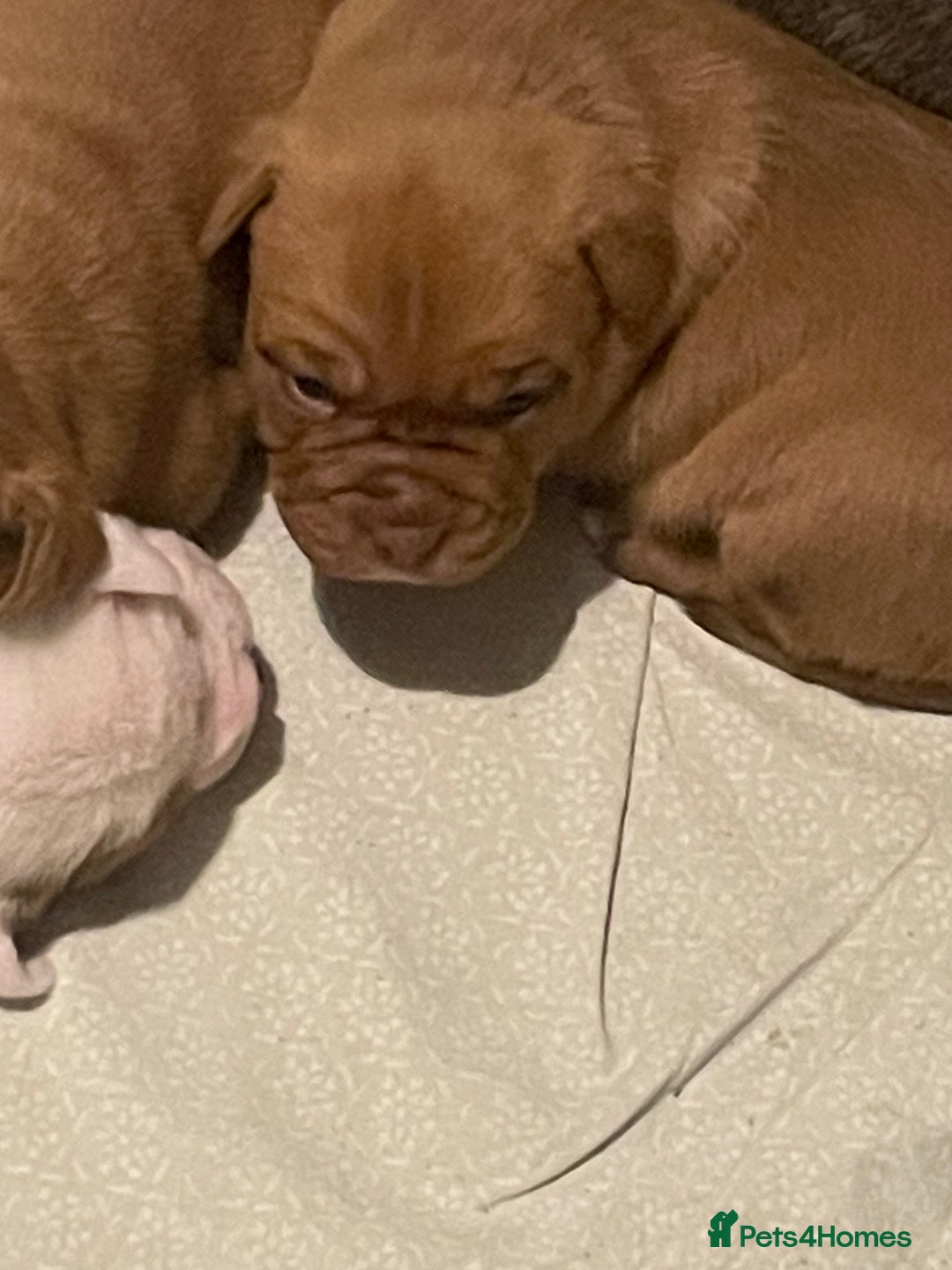 Mixed Breed dogs for sale: Bullmastiff x mixed breed  - Image 11