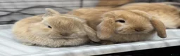 Mini Lop rabbits for sale: Beautiful baby mini lops - Advert 10