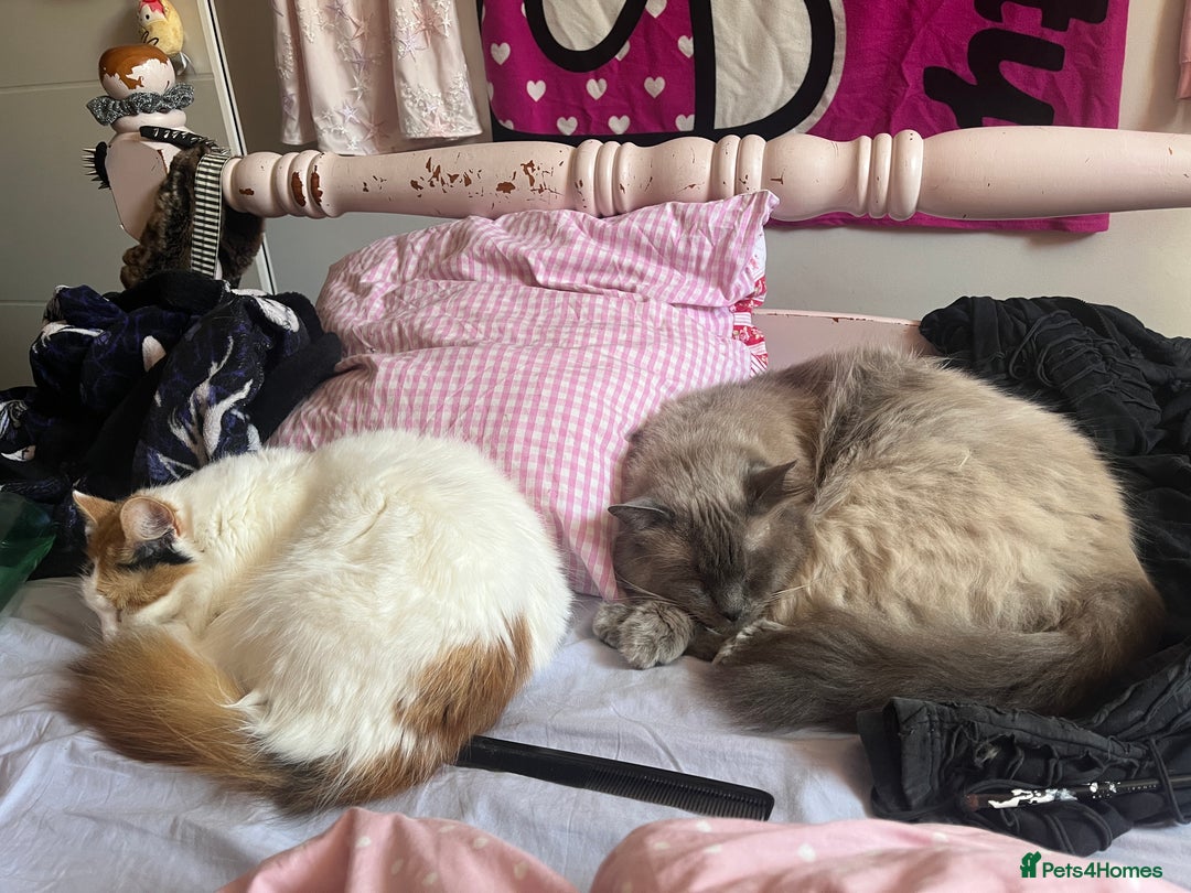 Ragdoll cats for sale: Ragdoll cross for loving home - Advert 4