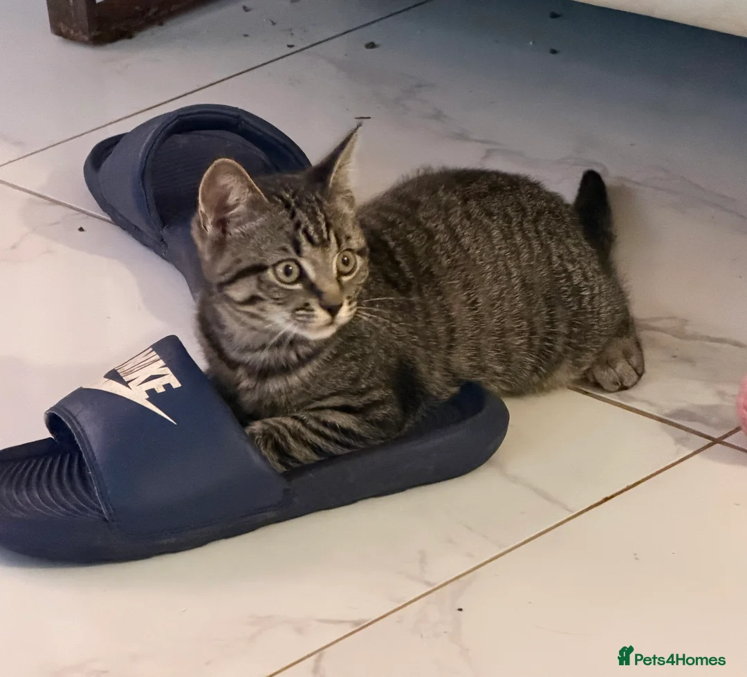 Mixed Breed cats for sale: Beautiful Maine Coon–type kittens available. - Advert 6