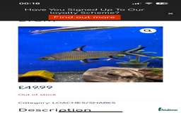 Cichlids fish for sale: 420l tank set up, loads of tropical fish - Image 12