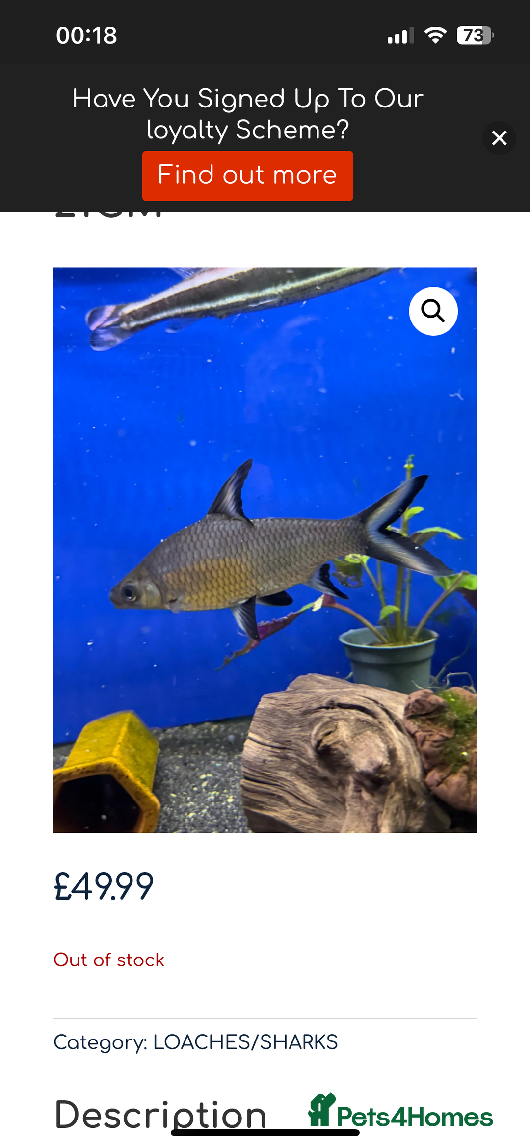 Cichlids fish for sale: 420l tank set up, loads of tropical fish - Image 12