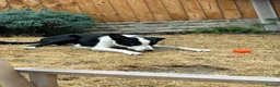 Smooth Collie dogs for sale: 11 month old border collie - Jax  - Advert 9