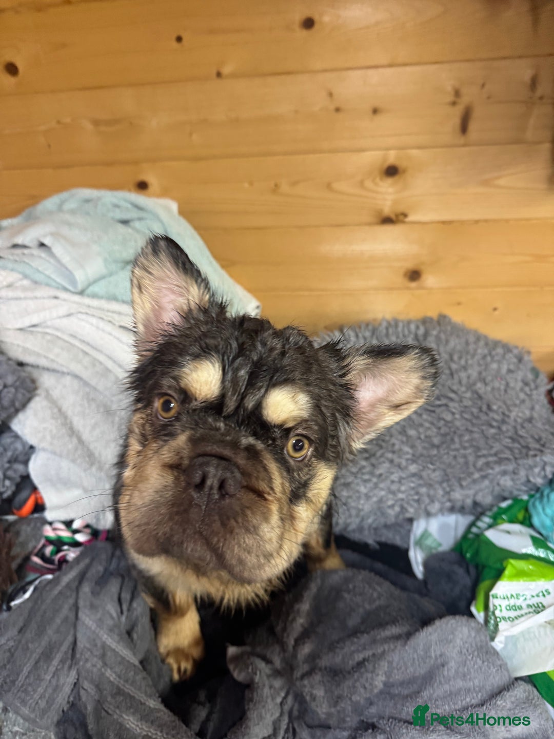 French Bulldog dogs for stud: French bulldog visual full fluffy carrying pink  in Dagenham - Advert 4