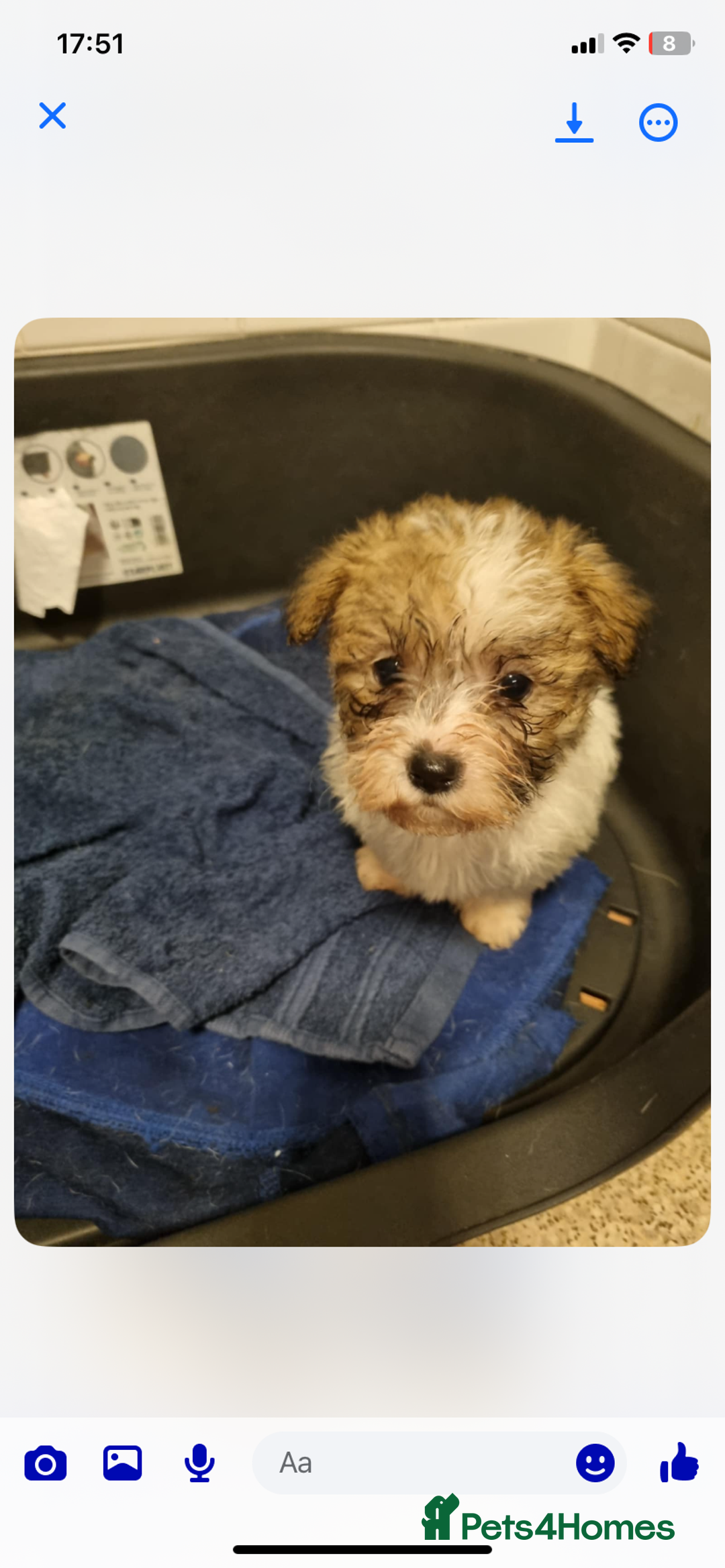 Mixed Breed dogs for sale: Mini Jack Russel x maltese - Advert 3