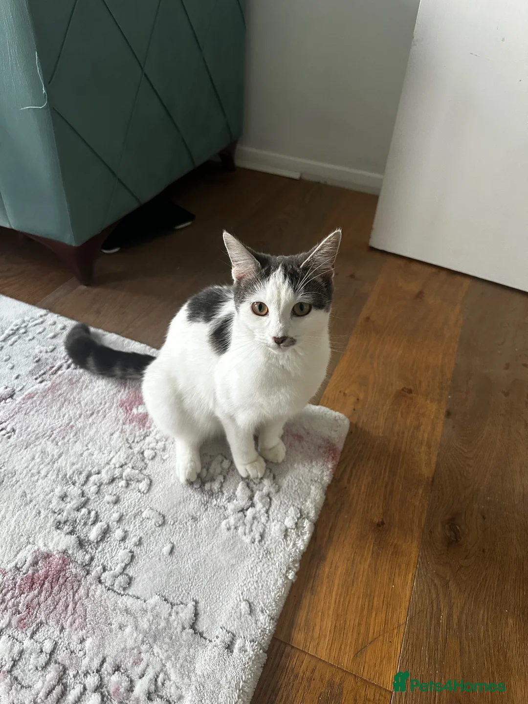 Mixed Breed cats for sale: One kitten for sale - Advert 1