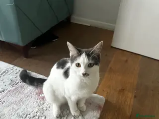 Mixed Breed cats One kitten for sale - Advert 3