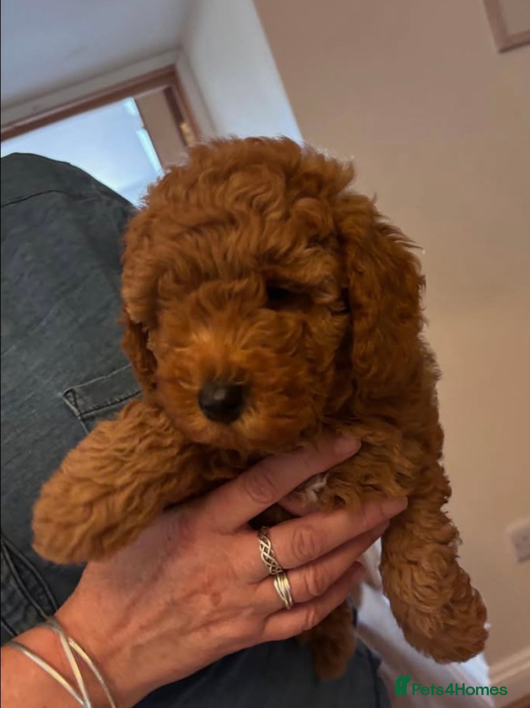 Cockapoo dogs for sale: Gorgeous Cockapoo Puppies - READY NOW - Image 2