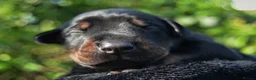 Dobermann dogs for sale: 4 Beautiful Doberman Puppies - Advert 10