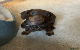 Dachshund dogs for sale: Dachshund  - Advert 1