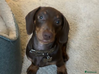 Dachshund dogs for sale: Dachshund - Advert 1