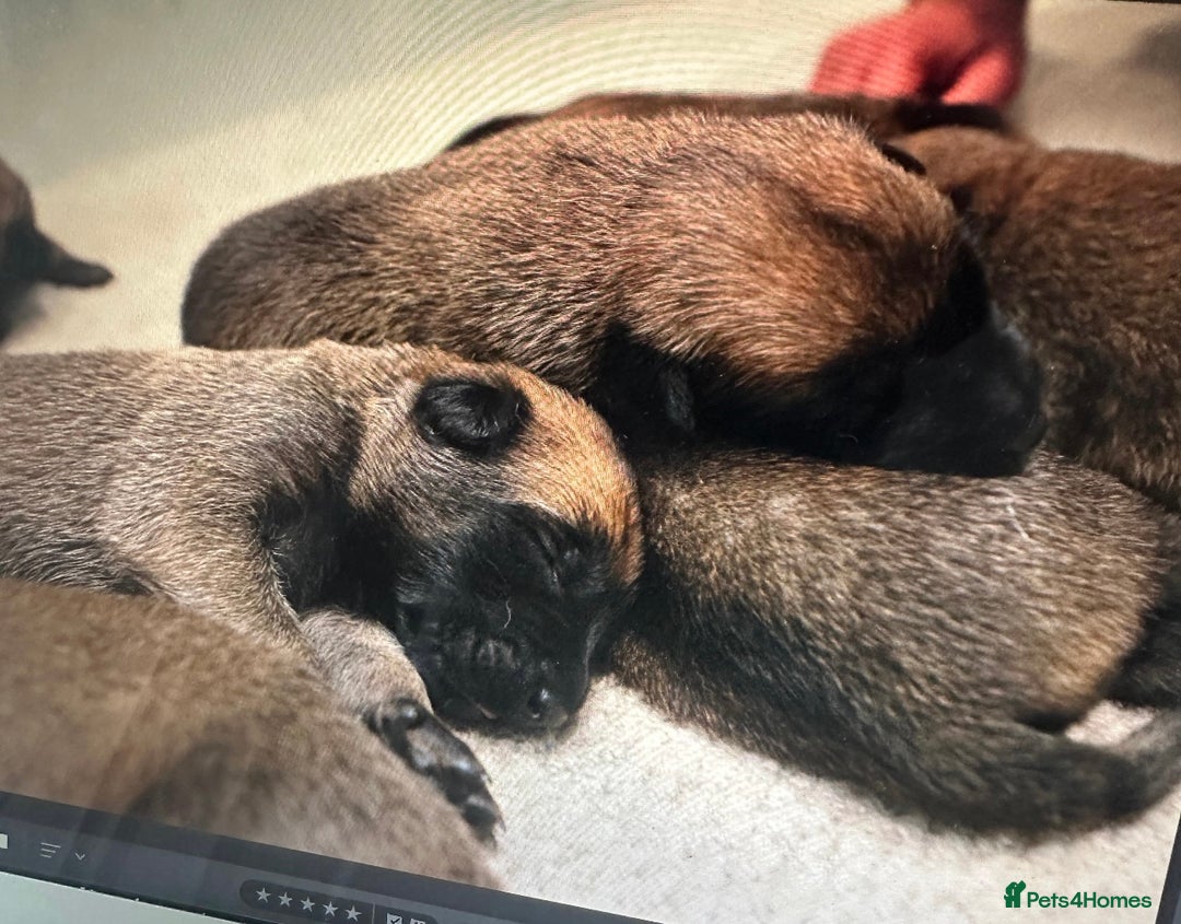 Belgian Shepherd Dog dogs for sale: 🐶Belgian Malinois Shepherd🐶 working dogs in Esher - Image 2