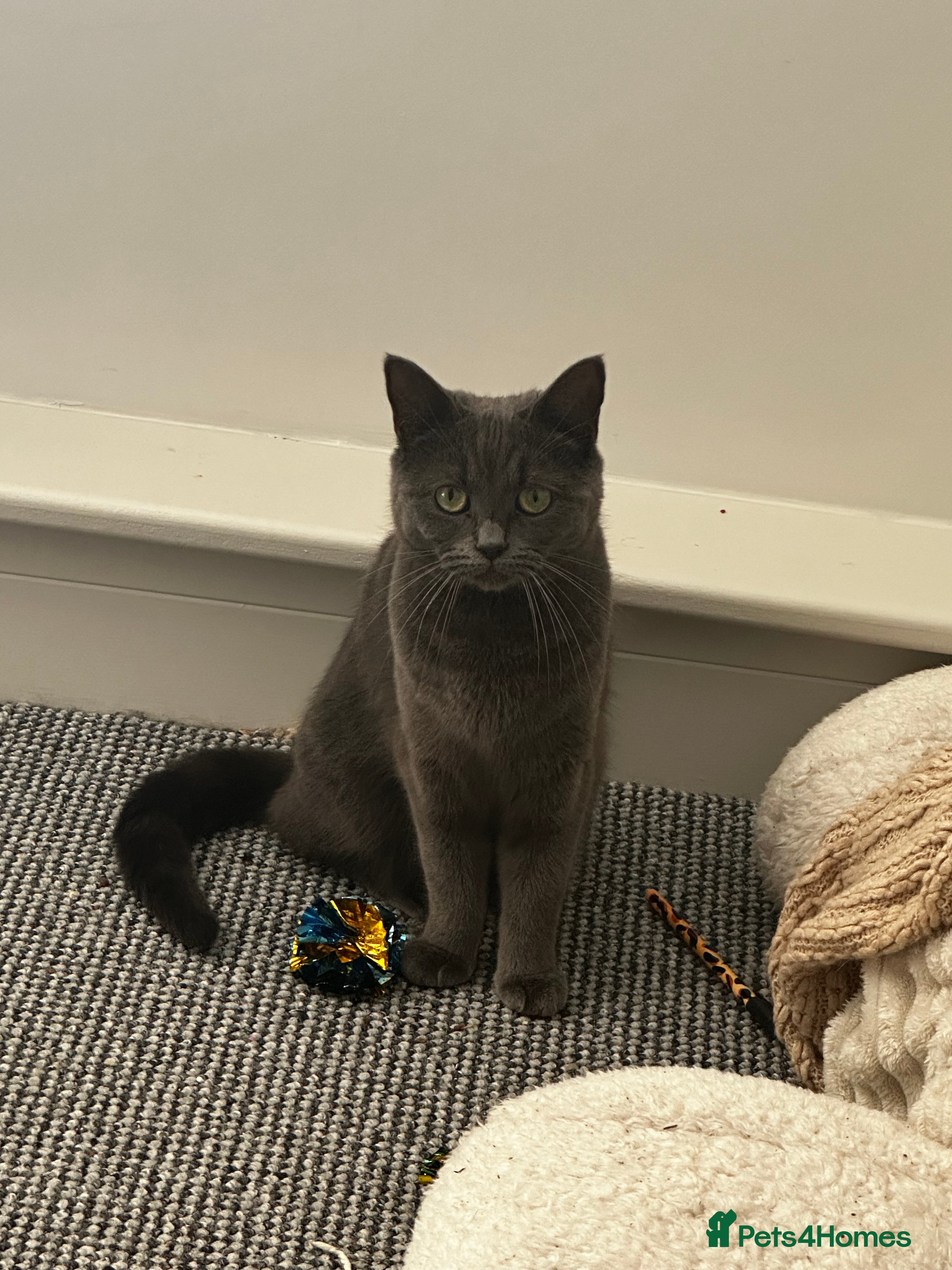 British Shorthair cats British Shorthair Female - Advert 1