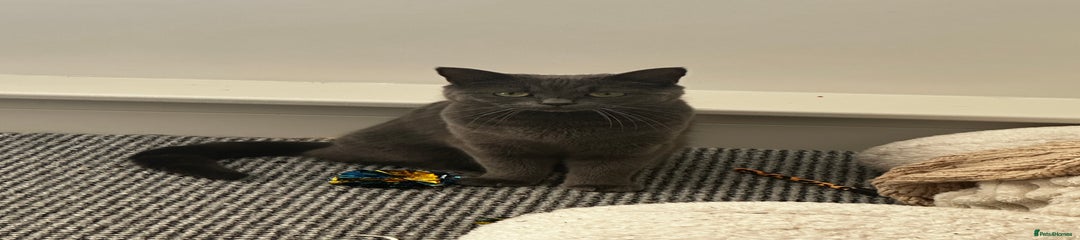 British Shorthair Kitten 1
