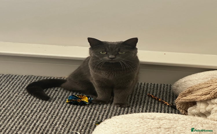 British Shorthair cats - Advert 4