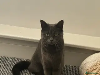 British Shorthair cats British Shorthair Female - Advert 2