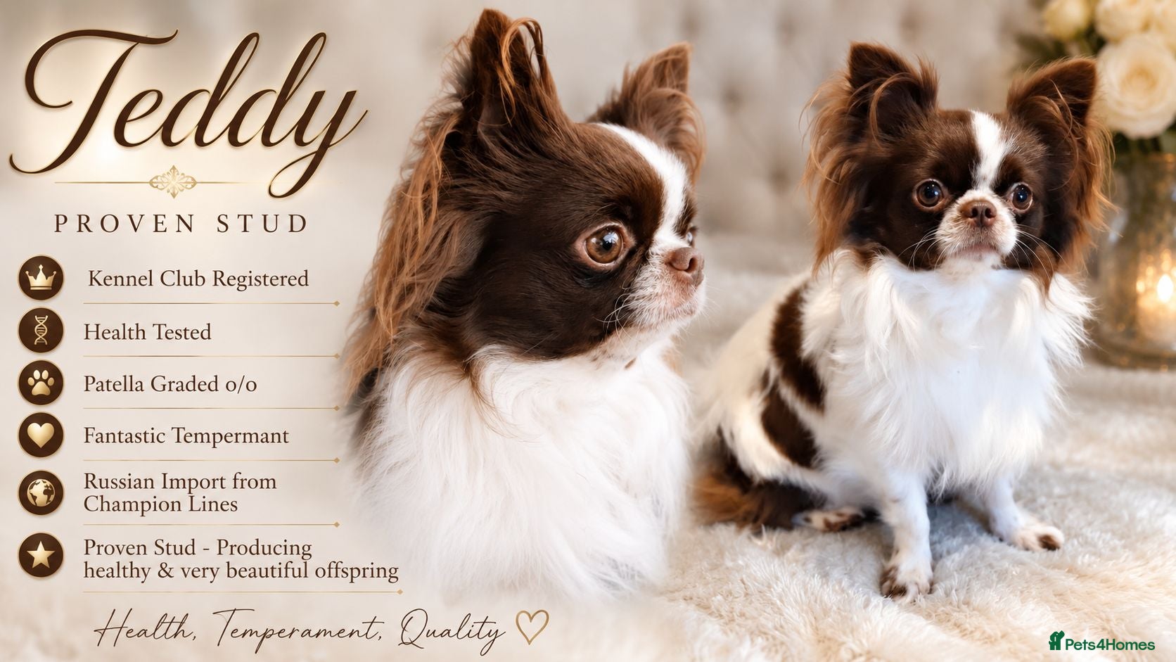 Chihuahua dogs KC reg-Heath Tested-Proven Stud - Advert 20