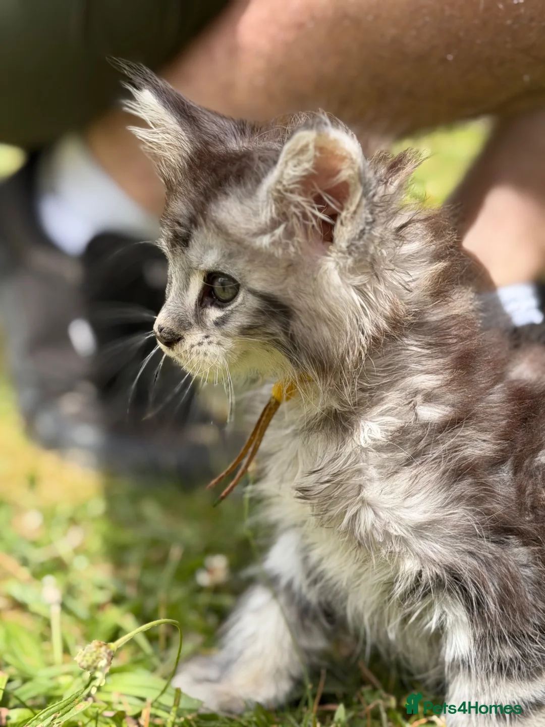 Maine Coon cats for sale: TICA active reg mainecoon kittens - Advert 2