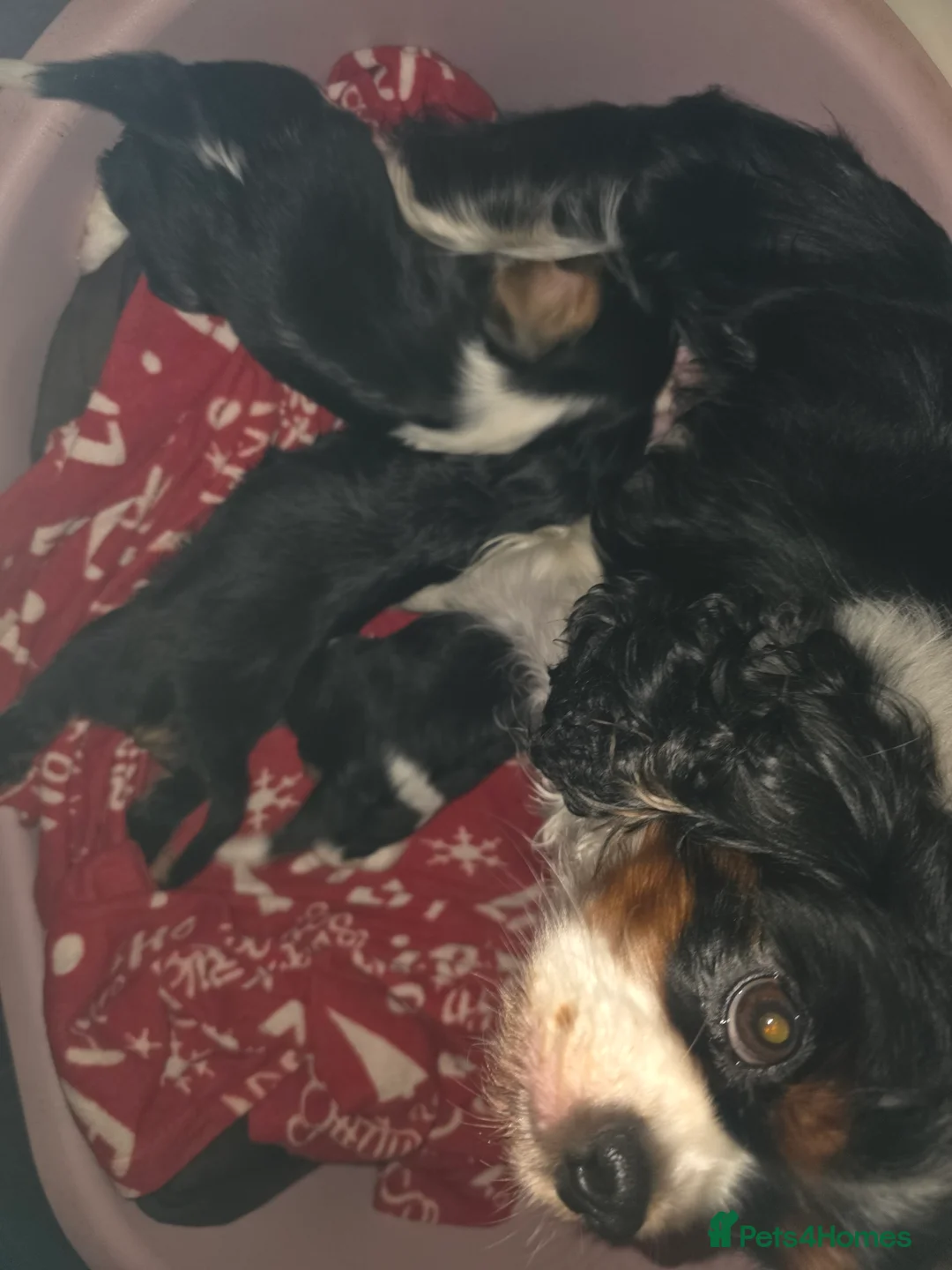 Cavalier King Charles Spaniel dogs for sale: Beautiful King Charles Cavalier Puppies - Advert 7